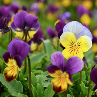 Garten im März: Das ist jetzt zu tun