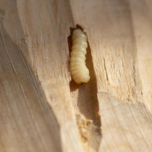 Holzwurm bekämpfen: Das hilft gegen den Schädling