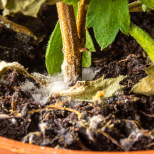 Die Blumenerde schimmelt? Das sollten Sie jetzt tun!