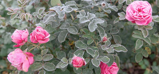 Der Garten im Dezember: Das steht jetzt an 