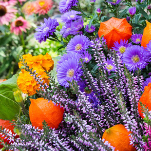 Das sind die schönsten Herbstblumen für Garten und Balkon