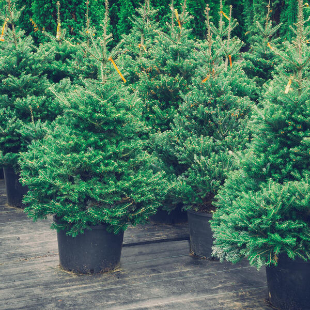 Weihnachtsbaum im Topf: Das sollten Sie wissen