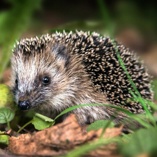 Igel