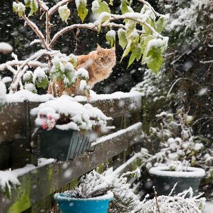 Garten im Januar: Das ist jetzt zu tun