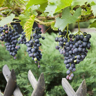 Weinreben im eigenen Garten: So gelingt’s