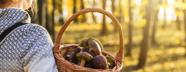 Es ist wieder Pilz-Saison!