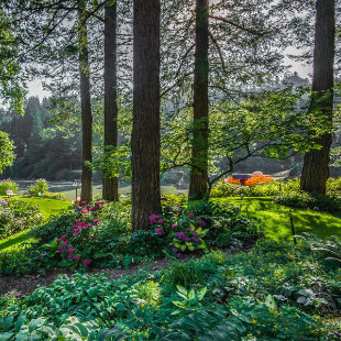 Viel Schatten im Garten? Mit diesen Pflanzen kein Problem!