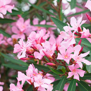 3 häufige Fehler beim Überwintern von Oleander