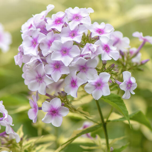 Die optimale Pflege von Phlox: 3 Tipps