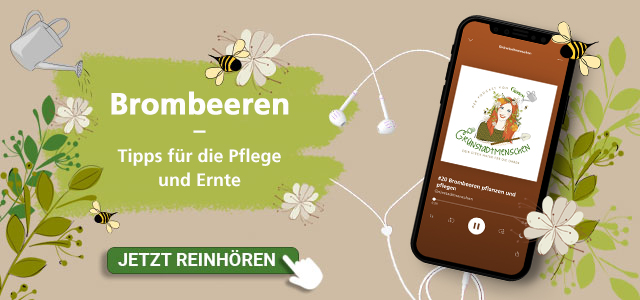 Mein schöner Garten Podcast Folge Brombeeren