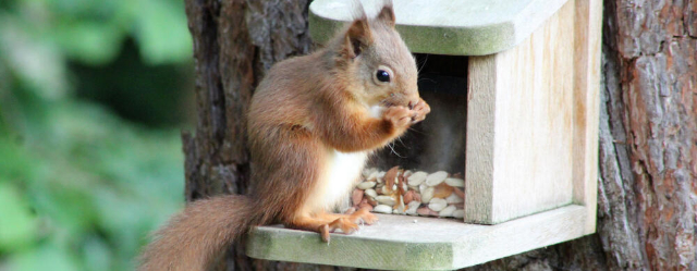 So helfen Sie Eichhörnchen mit einem Futterhaus