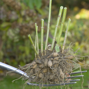 Die 3 wichtigsten To-Do's im November-Garten