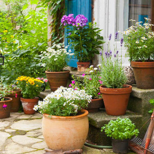 Vermeiden Sie diese Fehler, wenn Sie Blumenkübel bepflanzen