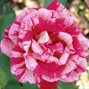 Das sind die schönsten und robustesten Rosen-Sorten!
