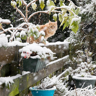 Garten im Januar: Das ist jetzt zu tun