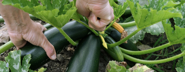 3 häufige Fehler beim Anbau von Zucchini