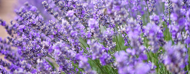 Lavendel: Urlaubsflair im Garten