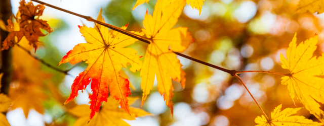 Darum färbt sich das Laub im Herbst bunt