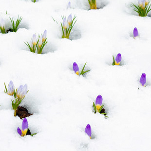 Garten im Februar: Das ist jetzt zu tun